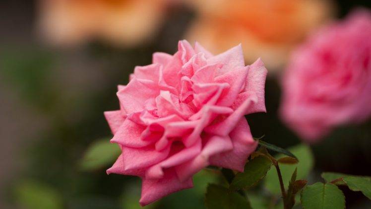 rose, Pink Roses, Flowers, Nature HD Wallpaper Desktop Background
