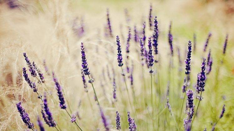 nature, Lavender, Purple Flowers, Depth Of Field HD Wallpaper Desktop Background