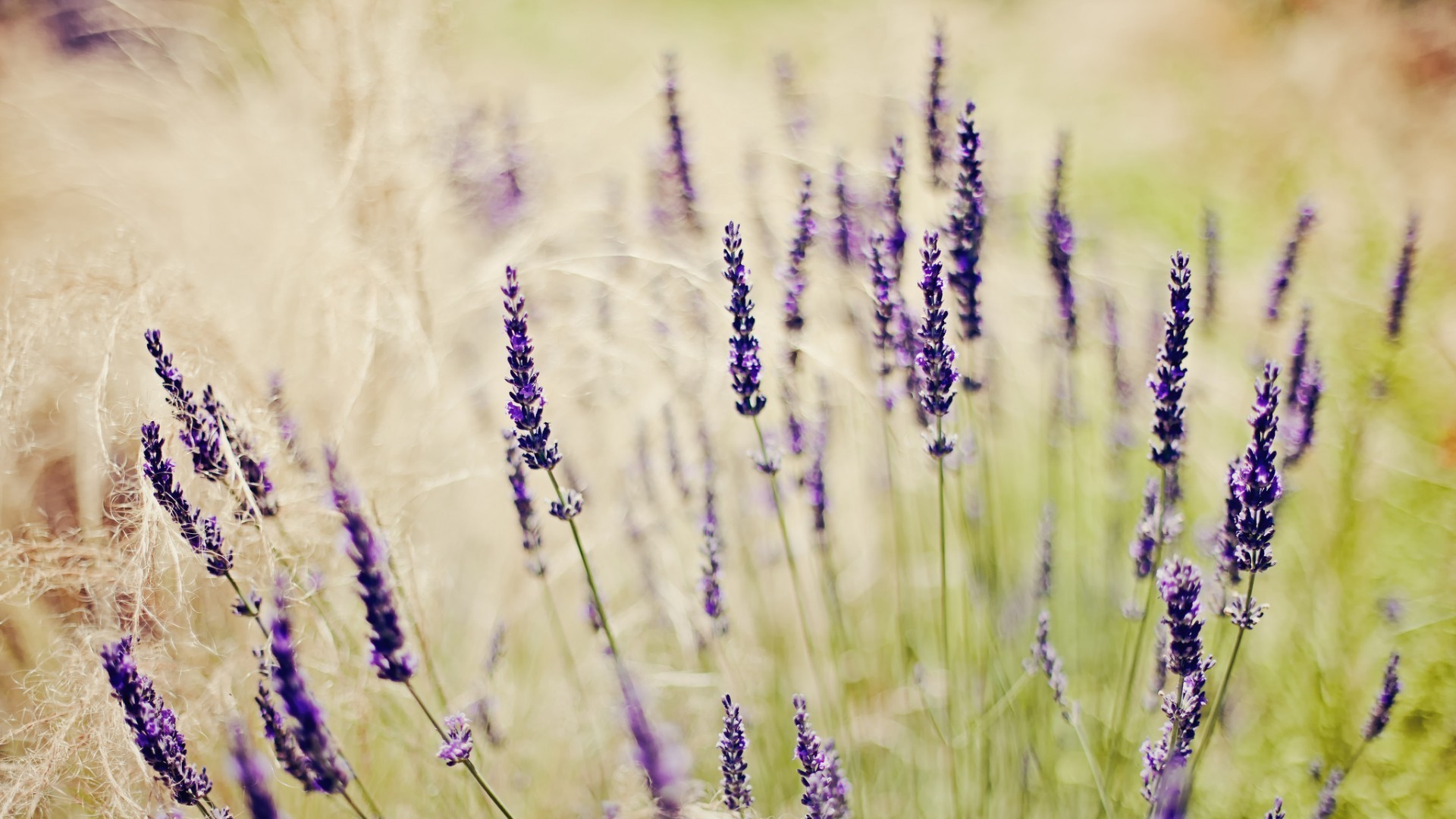 Nature Lavender Purple Flowers Depth Of Field Wallpapers Hd