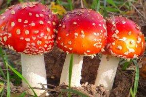 mushroom, Nature