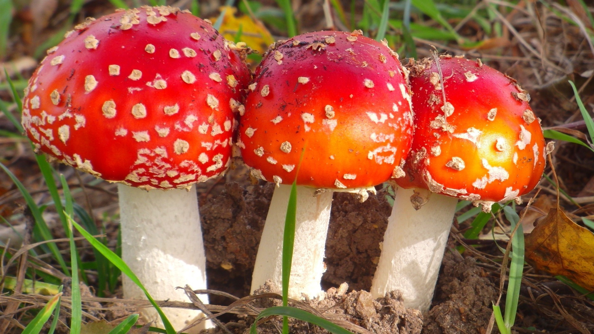 mushroom, Nature Wallpaper
