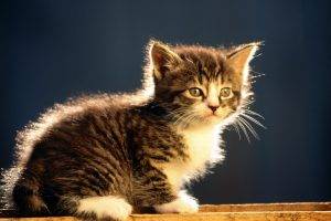 kittens, Baby Animals, Animals, Cat