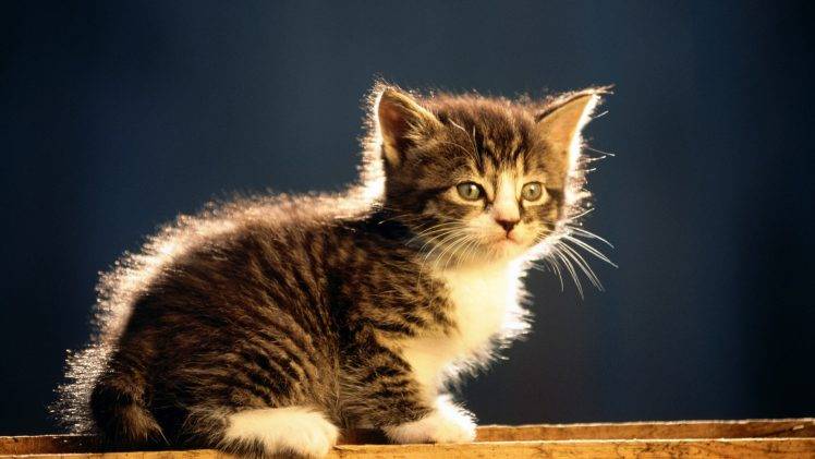 kittens, Baby Animals, Animals, Cat HD Wallpaper Desktop Background