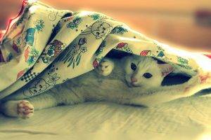 cat, Animals, Blankets, Filter