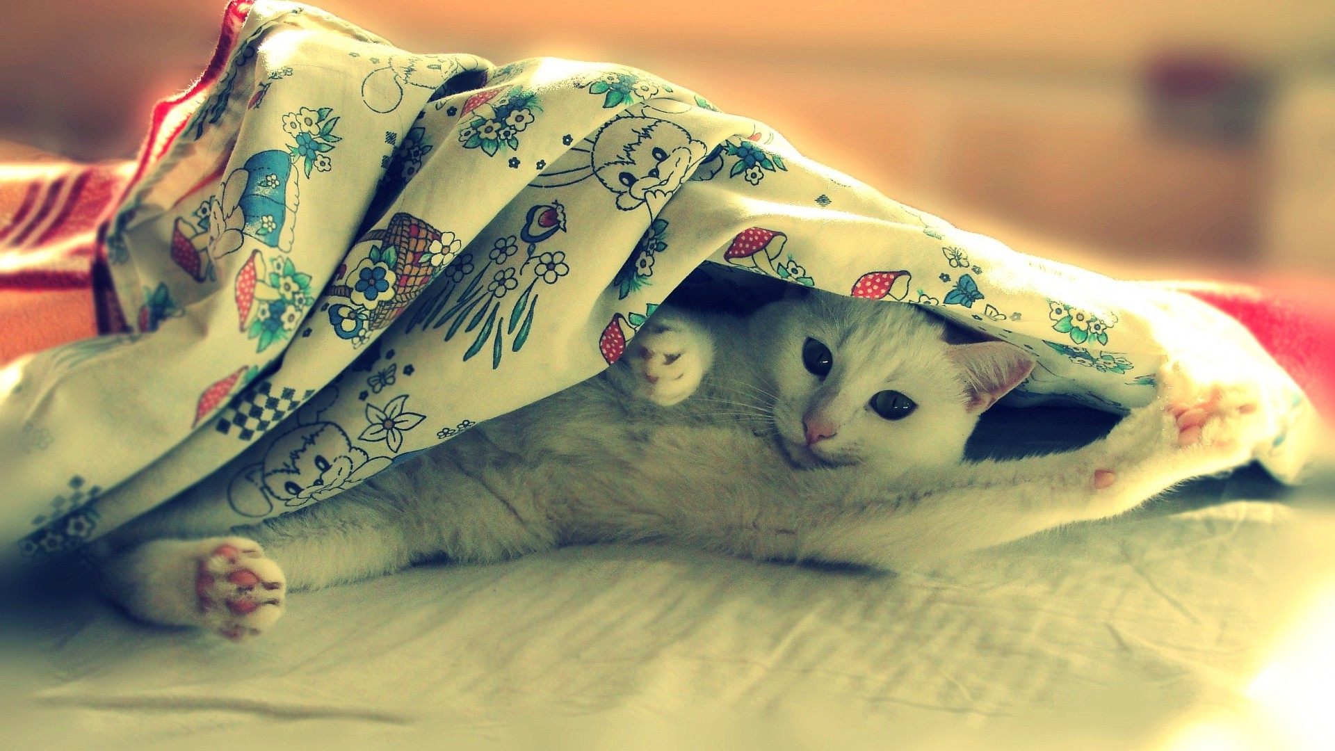 cat, Animals, Blankets, Filter Wallpaper