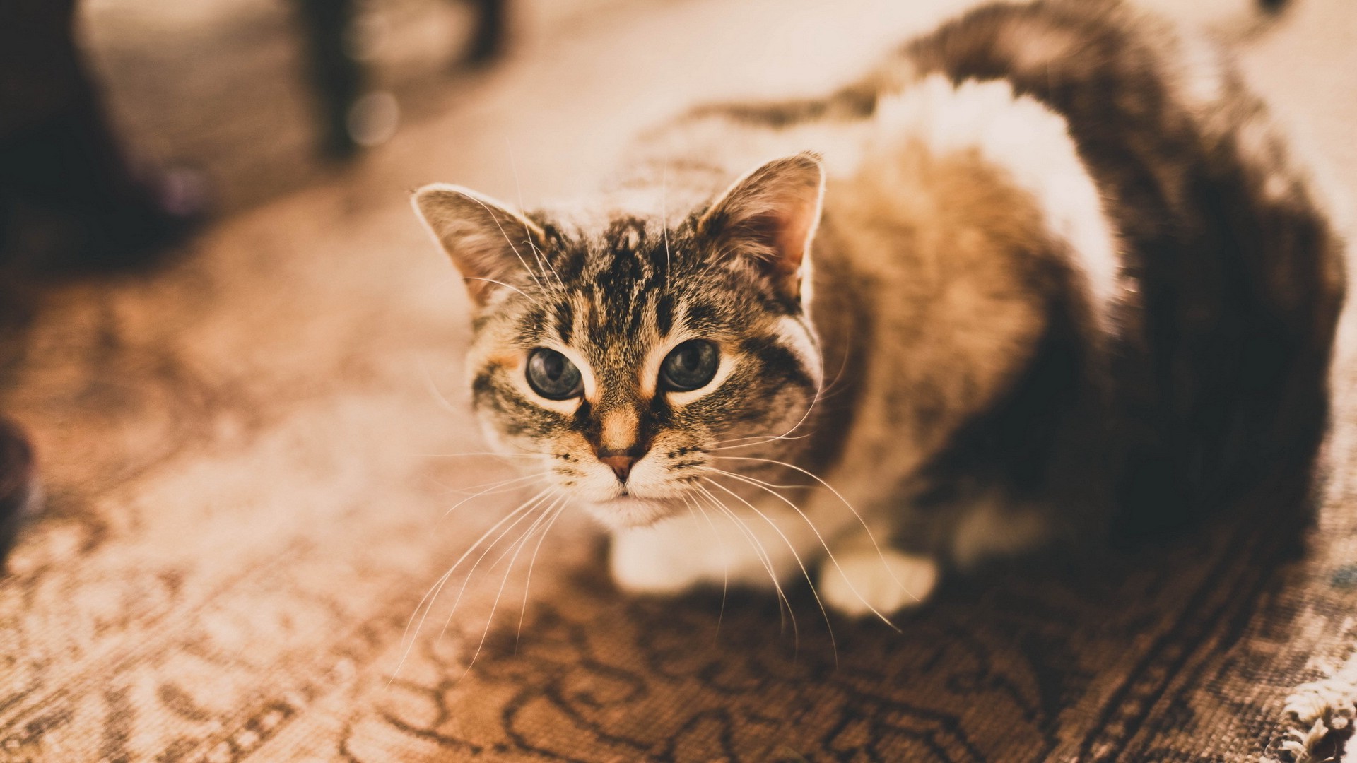 cat, Animals, Carpets, Filter Wallpaper