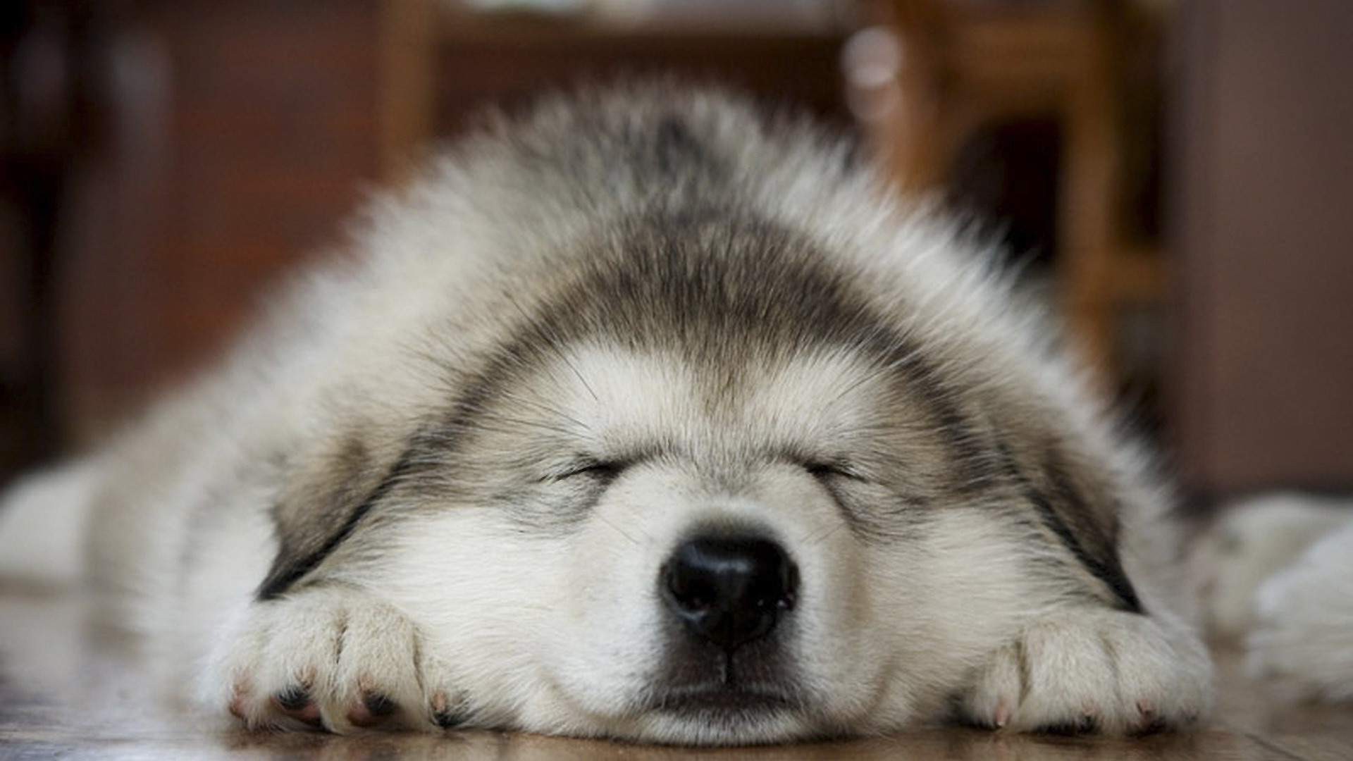 dog, Animals, Sleeping Wallpaper