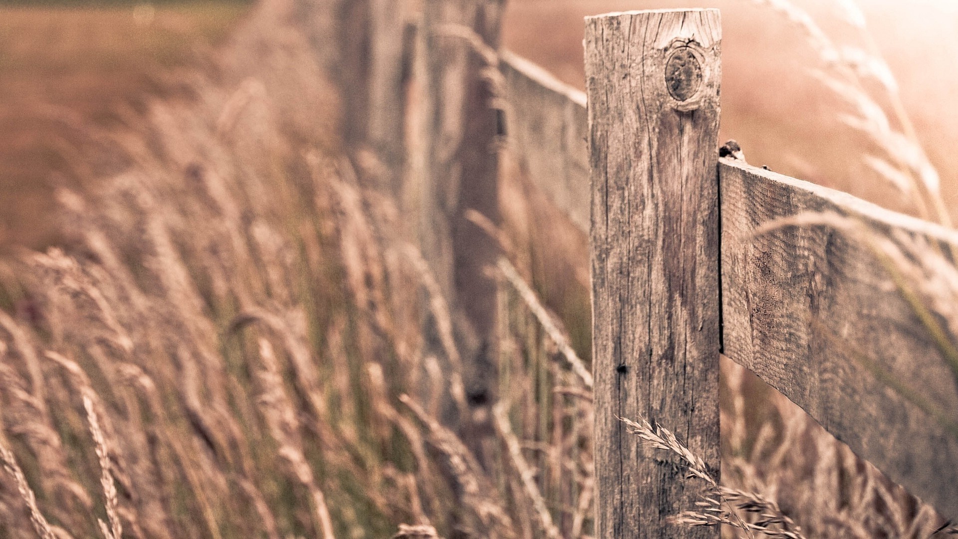 fence, Depth Of Field, Nature Wallpaper