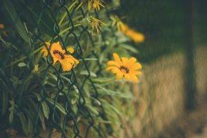depth Of Field, Flowers, Fence, Yellow Flowers