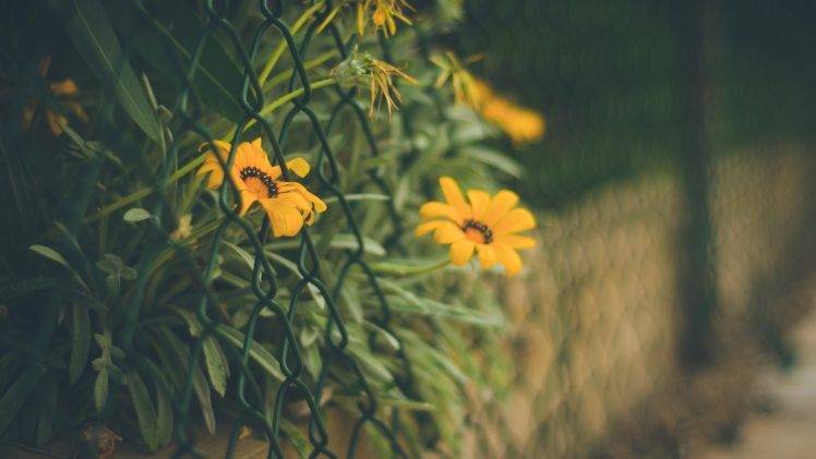 depth Of Field, Flowers, Fence, Yellow Flowers HD Wallpaper Desktop Background