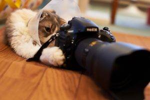 cat, Animals, Wooden Surface, Depth Of Field, Nikon