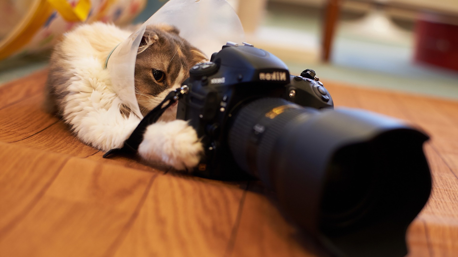 cat, Animals, Wooden Surface, Depth Of Field, Nikon Wallpaper