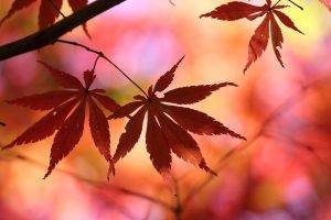 leaves, Nature, Fall, Blurred