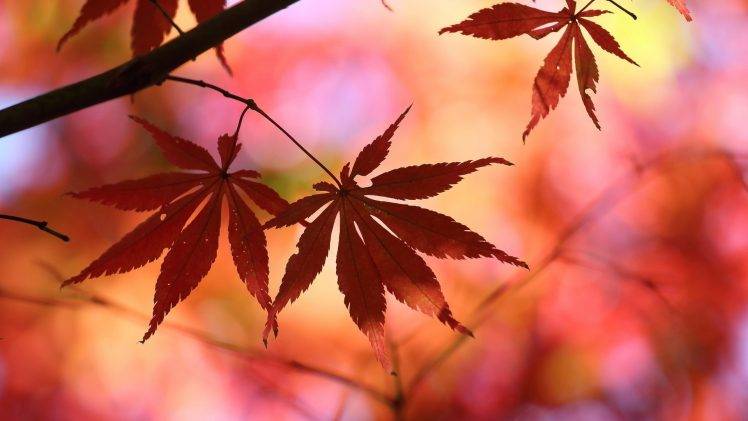 leaves, Nature, Fall, Blurred HD Wallpaper Desktop Background