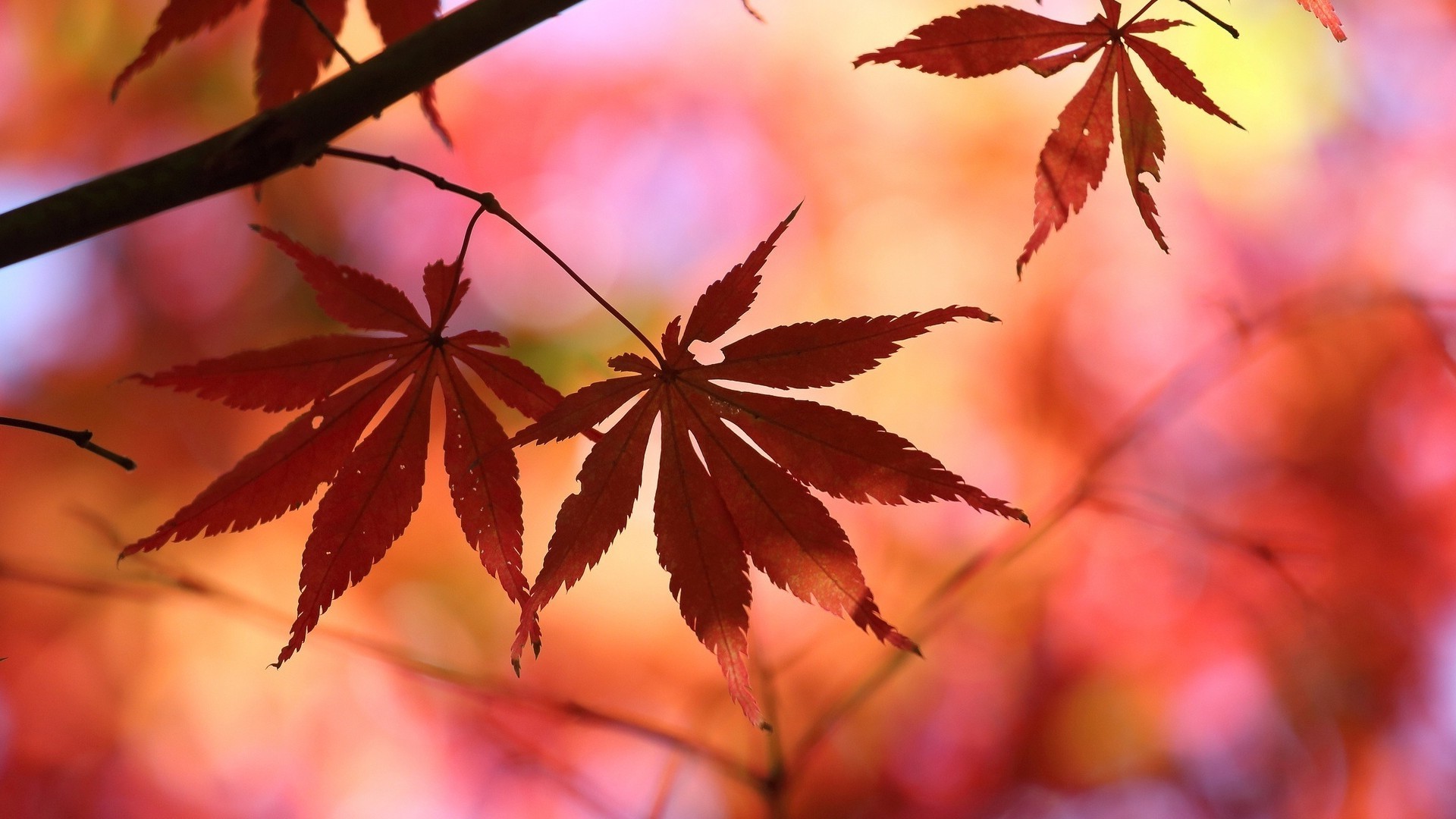 leaves, Nature, Fall, Blurred Wallpaper