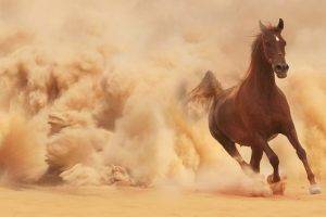 horse, Sand, Animals