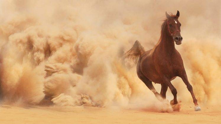 horse, Sand, Animals HD Wallpaper Desktop Background