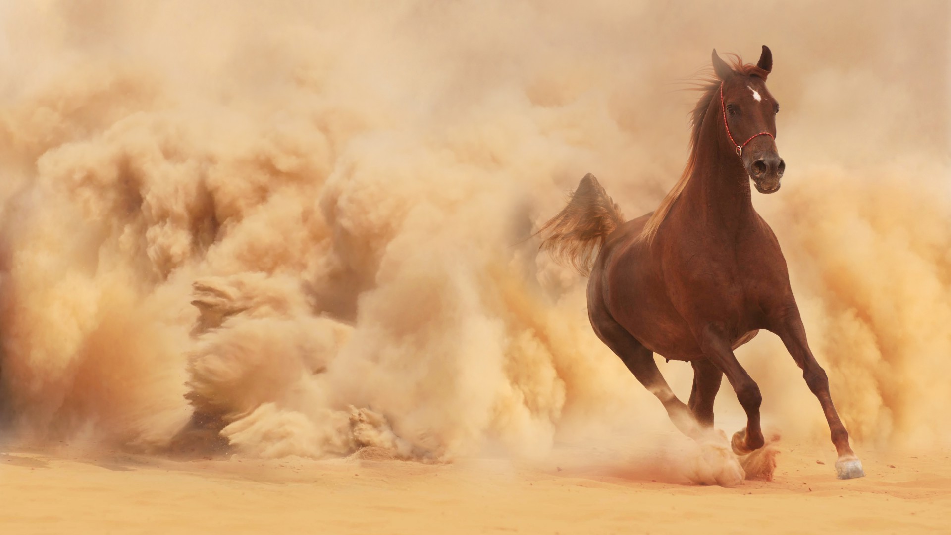 horse, Sand, Animals Wallpaper