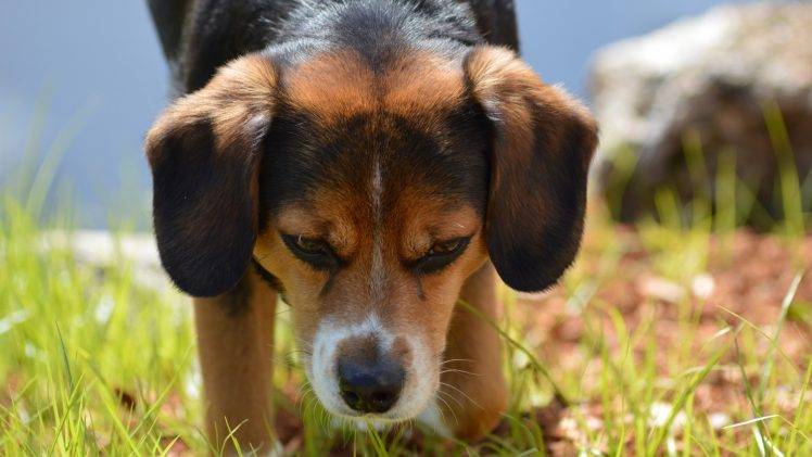 dog, Beagles, Animals, Closeup, Grass HD Wallpaper Desktop Background