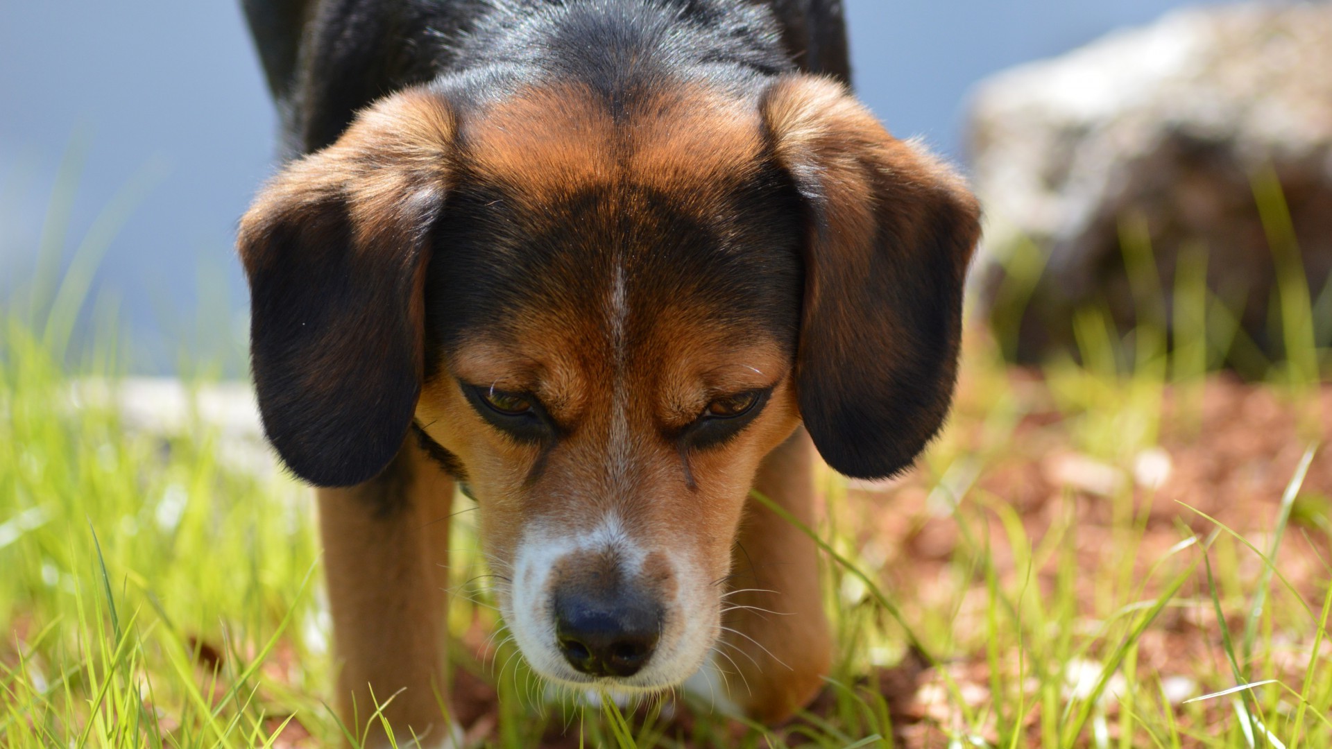 dog, Beagles, Animals, Closeup, Grass Wallpaper