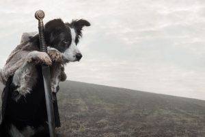 dog, Sword, Animals, Game Of Thrones