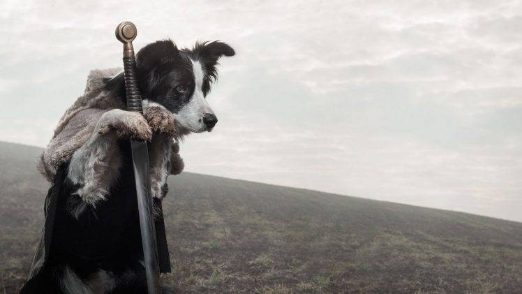 dog, Sword, Animals, Game Of Thrones HD Wallpaper Desktop Background