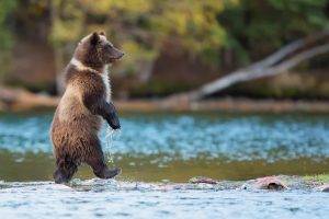 bears, Nature, Animals, River, Baby Animals, Grizzly Bears, Grizzly Bear