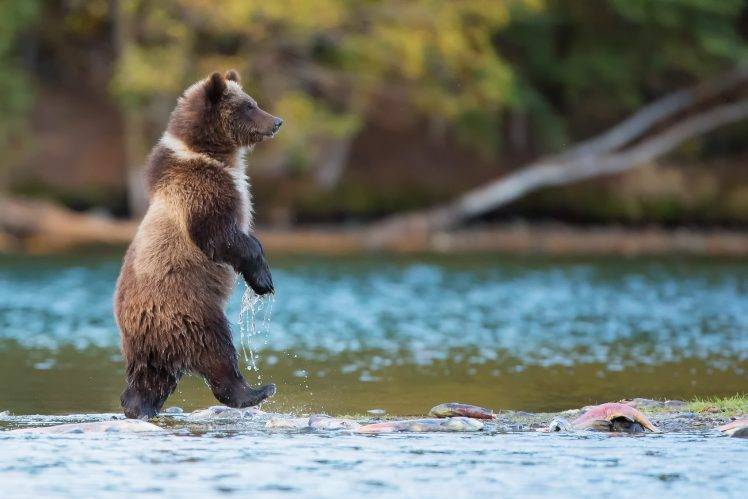 bears, Nature, Animals, River, Baby Animals, Grizzly Bears, Grizzly Bear HD Wallpaper Desktop Background