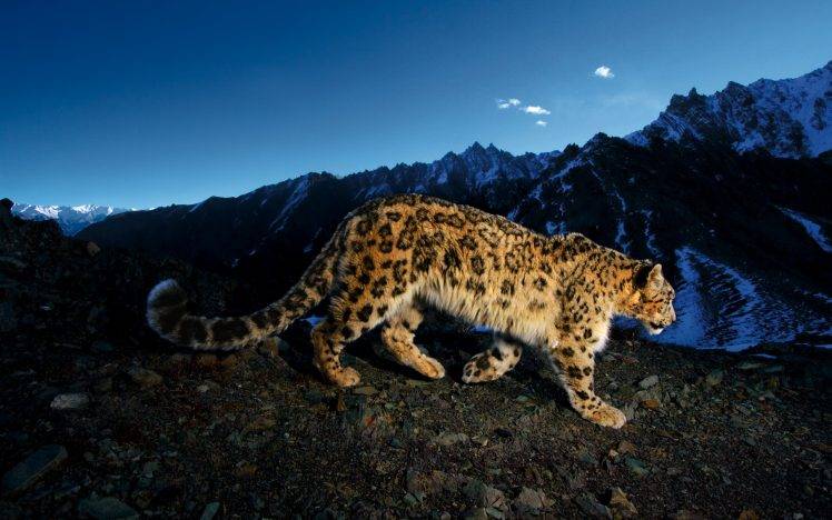 big Cats, Sky, Rock, Animals, Leopard, Apple Inc. HD Wallpaper Desktop Background
