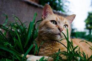 animals, Cat, Grass