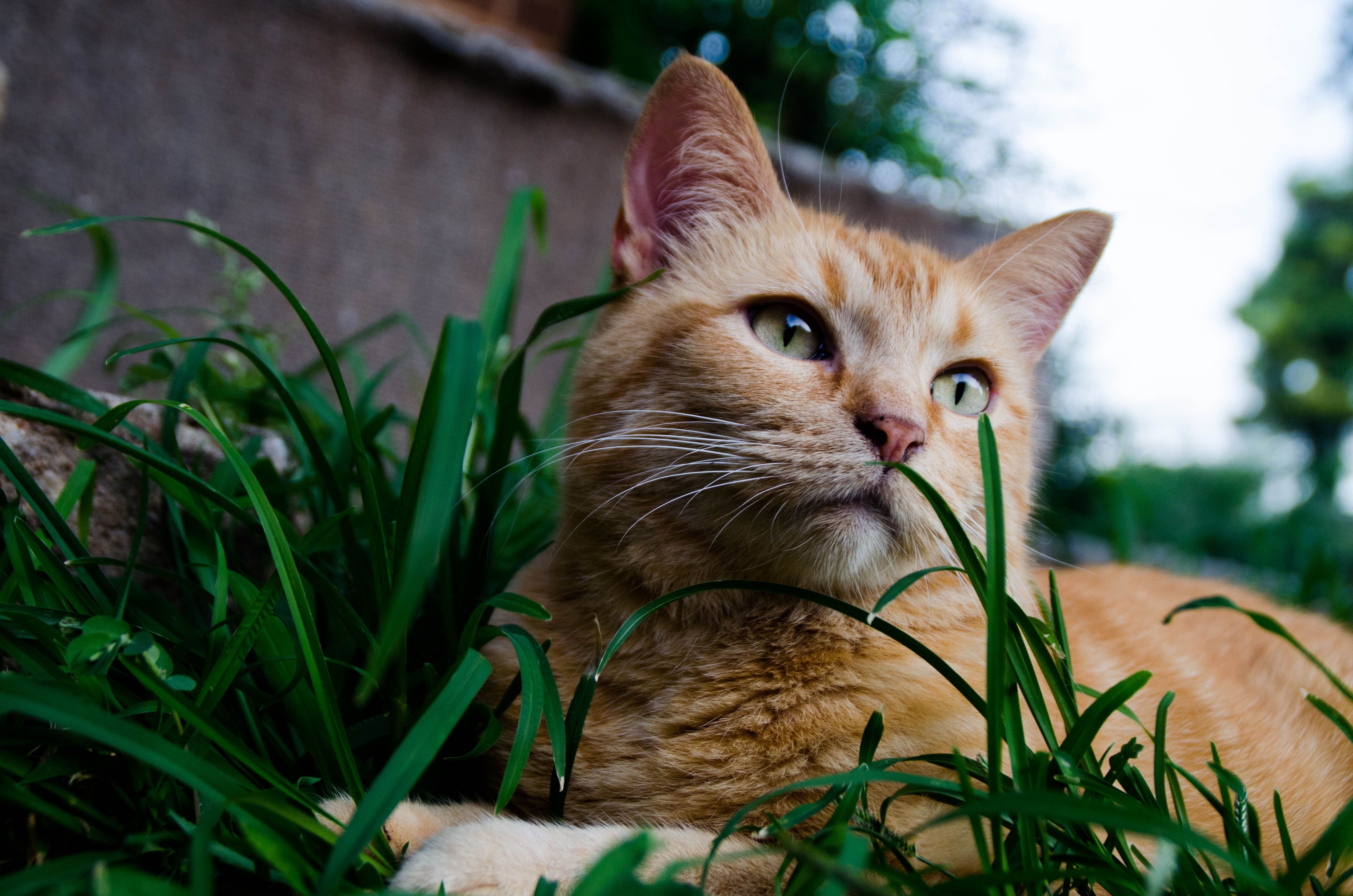 animals, Cat, Grass Wallpaper