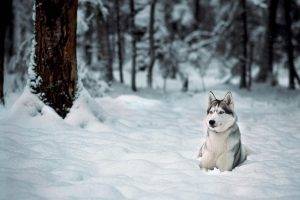 dog, Animals, Snow, Winter