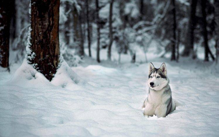 dog, Animals, Snow, Winter HD Wallpaper Desktop Background