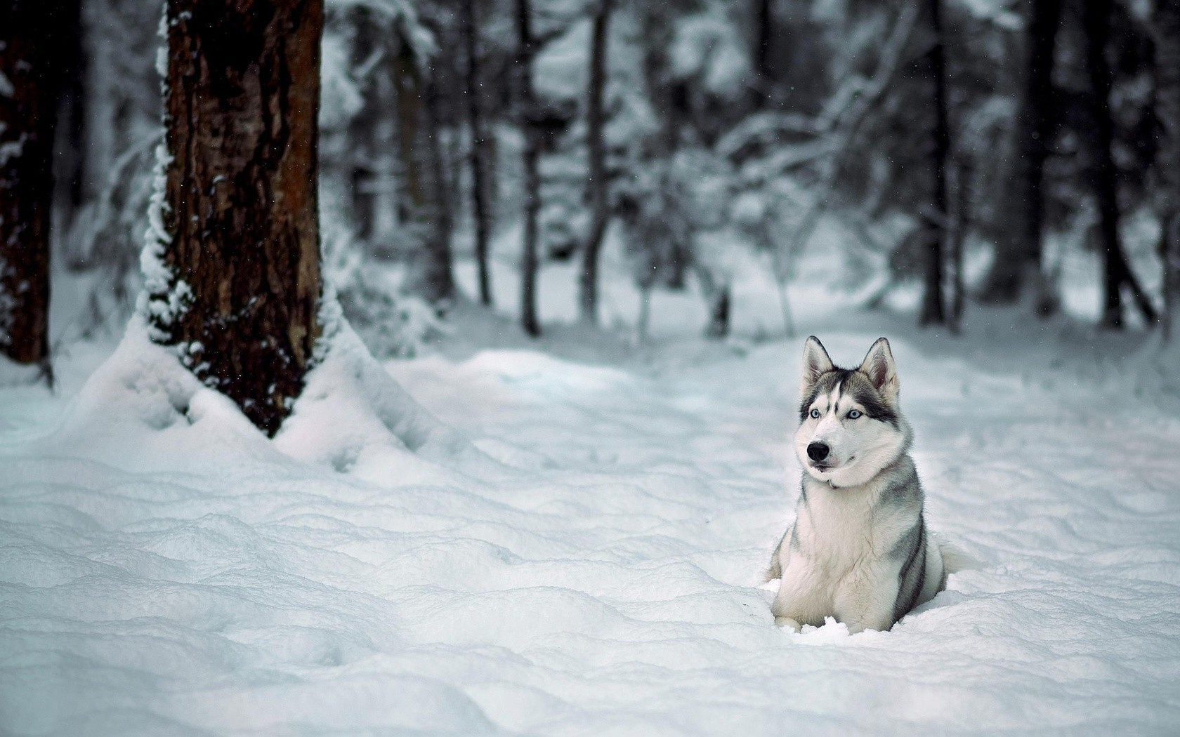 dog, Animals, Snow, Winter Wallpaper