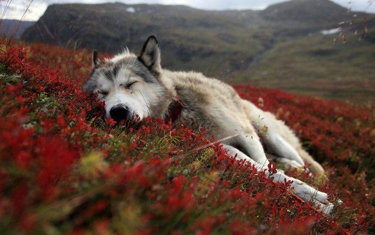 dog, Sleeping, Animals, Red Flowers HD Wallpaper Desktop Background