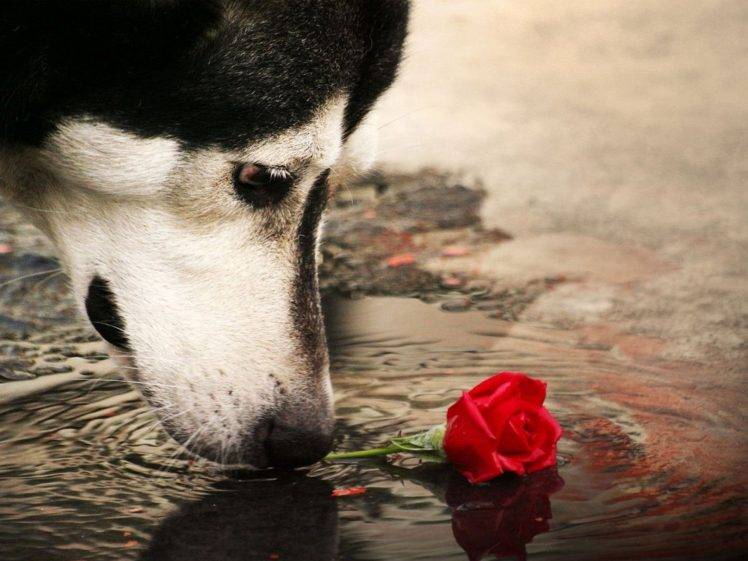 dog, Rose, Animals, Ripples HD Wallpaper Desktop Background