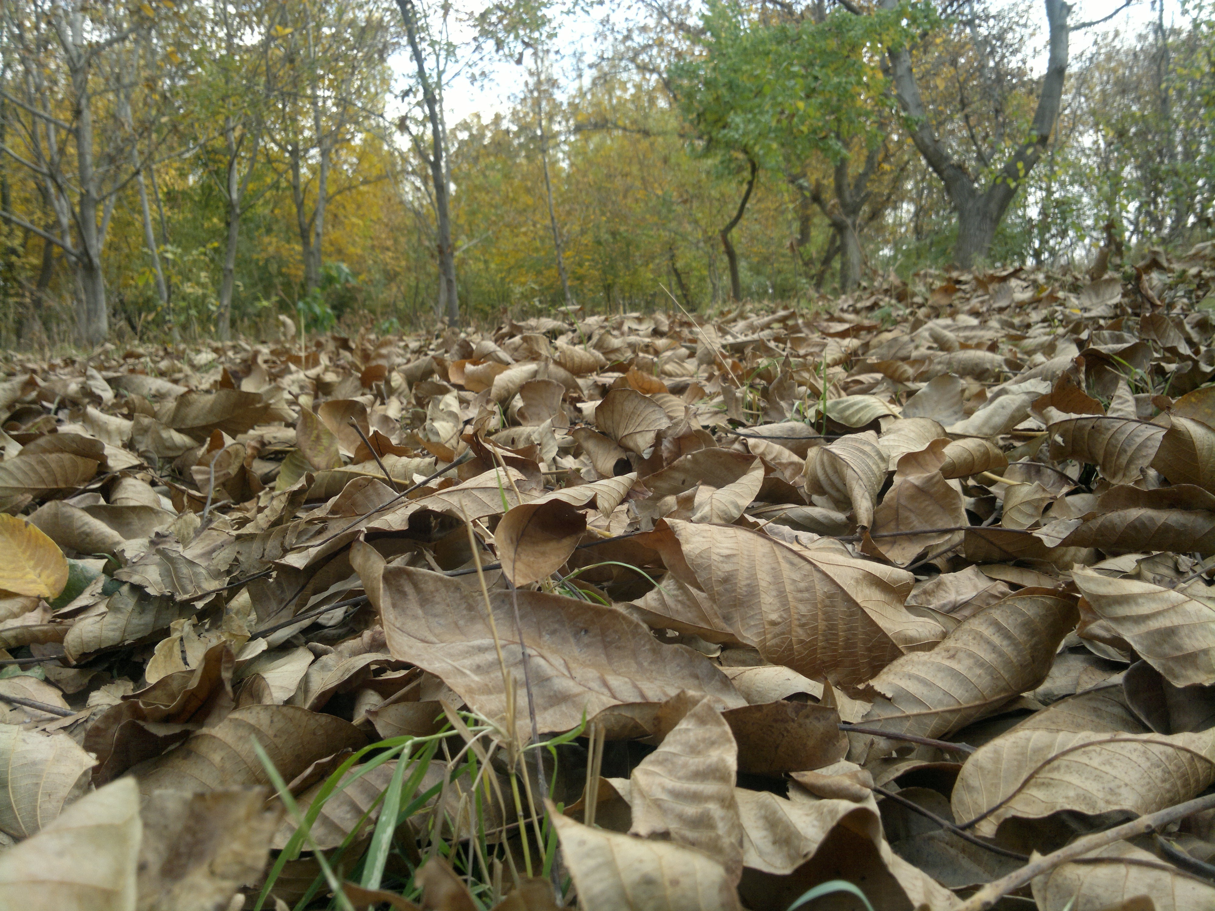 nature, Leaves, Fall Wallpaper