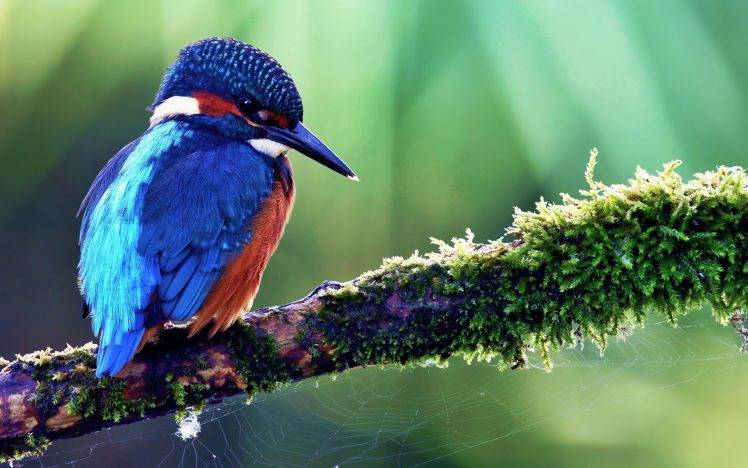 birds, Kingfisher, Nature, Blue, Animals HD Wallpaper Desktop Background
