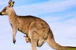 kangaroos, Joey, Animals, Baby Animals