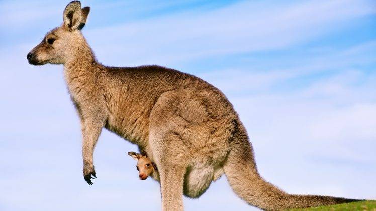 kangaroos, Joey, Animals, Baby Animals HD Wallpaper Desktop Background