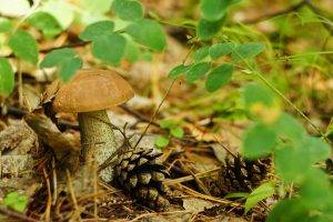 macro, Nature, Mushroom