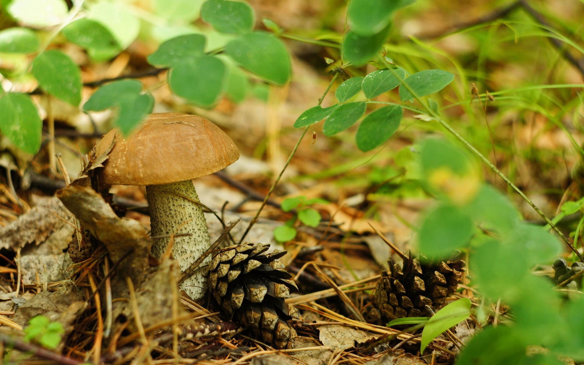 macro, Nature, Mushroom Wallpaper