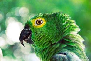 parrot, Animals, Birds