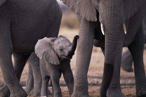 elephants, Baby Animals, Animals