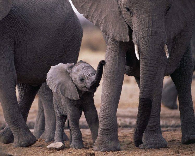 elephants, Baby Animals, Animals HD Wallpaper Desktop Background
