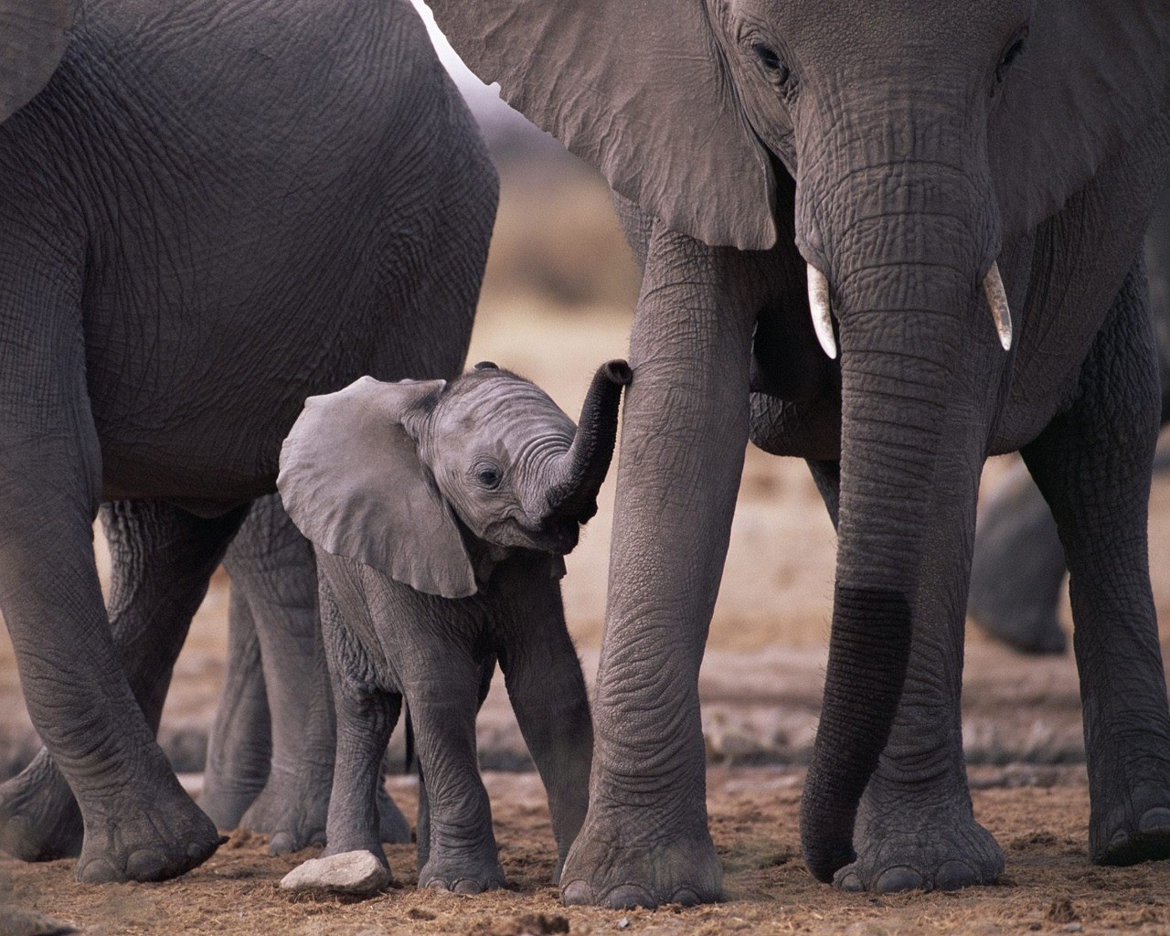 elephants, Baby Animals, Animals Wallpaper