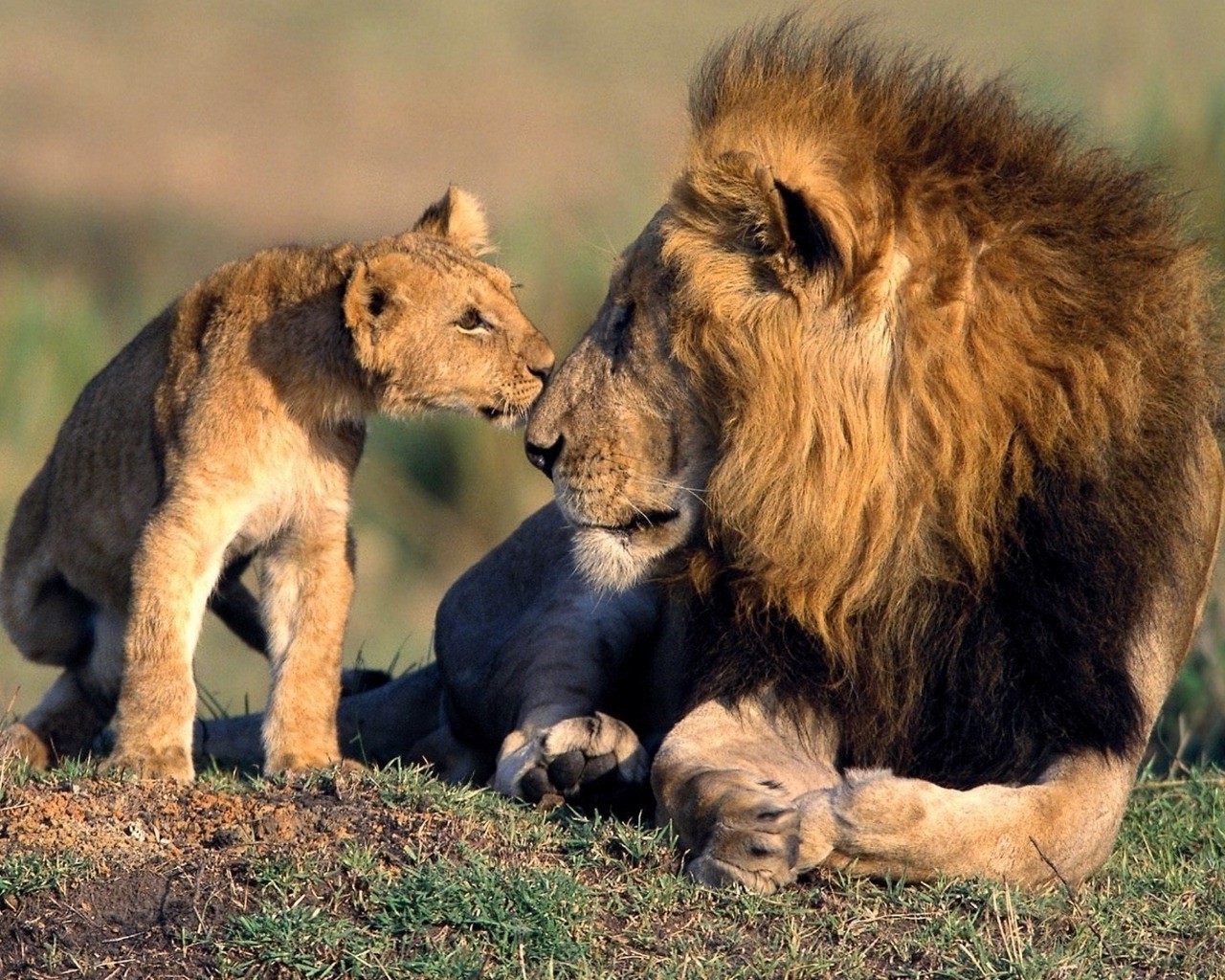lion, Africa, Baby Animals, Animals Wallpaper