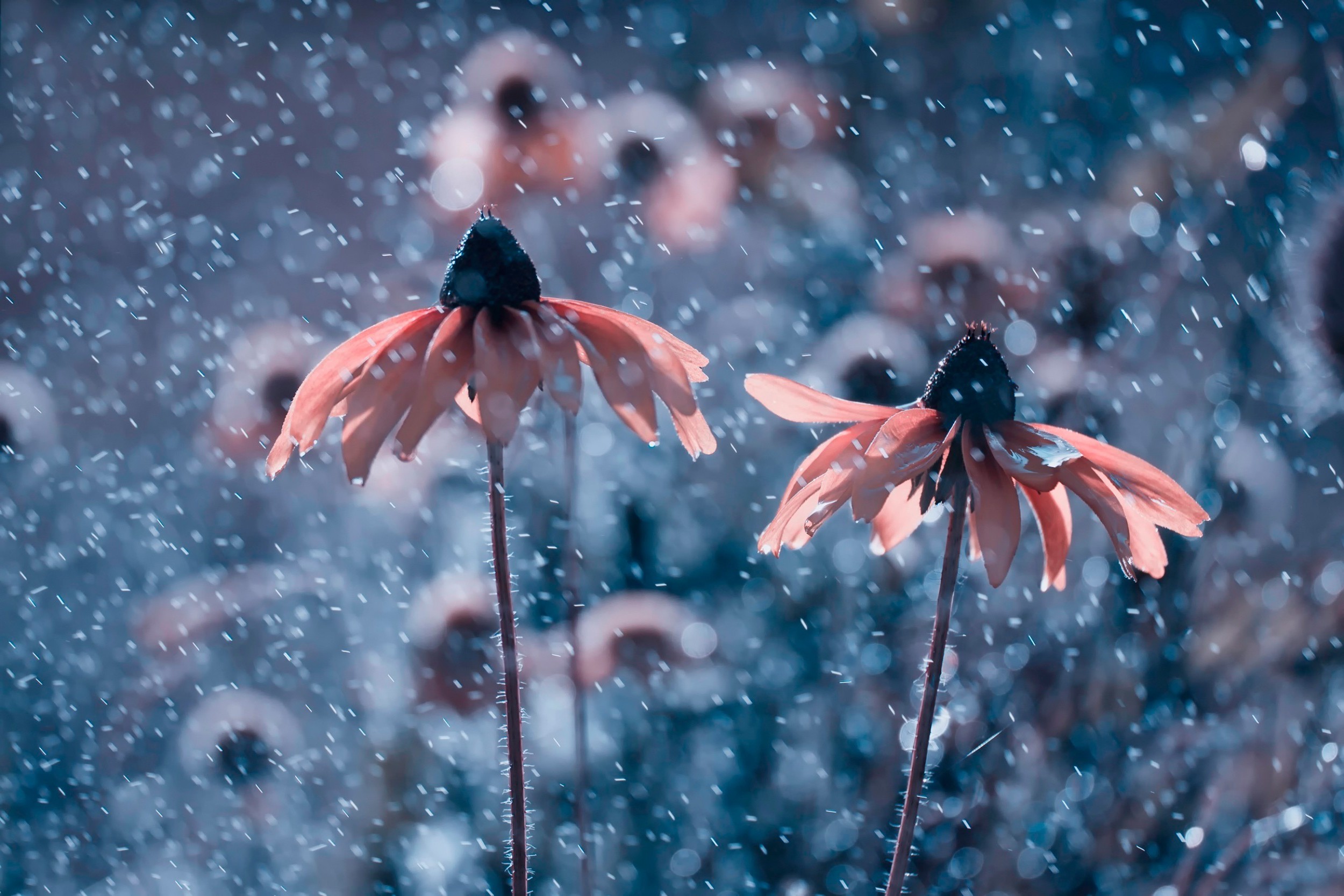 nature Wallpaper