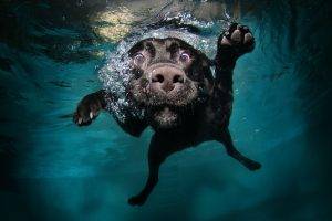 underwater, Swimming, Dog, Animals