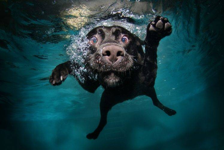 underwater, Swimming, Dog, Animals HD Wallpaper Desktop Background